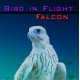 UVI Falcon Bird of Flight