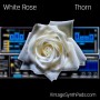 Presets and Samples for Thorn
