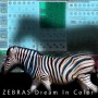 Zebra Patches - Zebras Dream in Color
